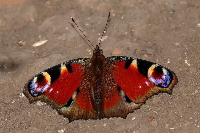Nymphalis io - nappali pávaszem