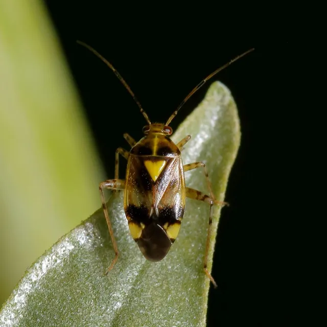 Liocoris tripustulatus - hárompettyes mezeipoloska