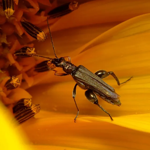 Oedemera flavipes - sárgalábú álcincér Oedemera flavipes - sárgalábú álcincér