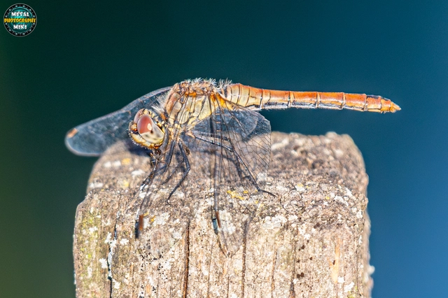 Sympetrum sanguineum - vörös katona-szitakötő