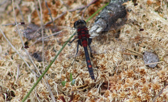 Leucorrhinia dubia