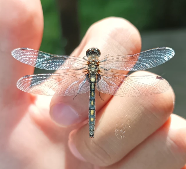 Leucorrhinia dubia