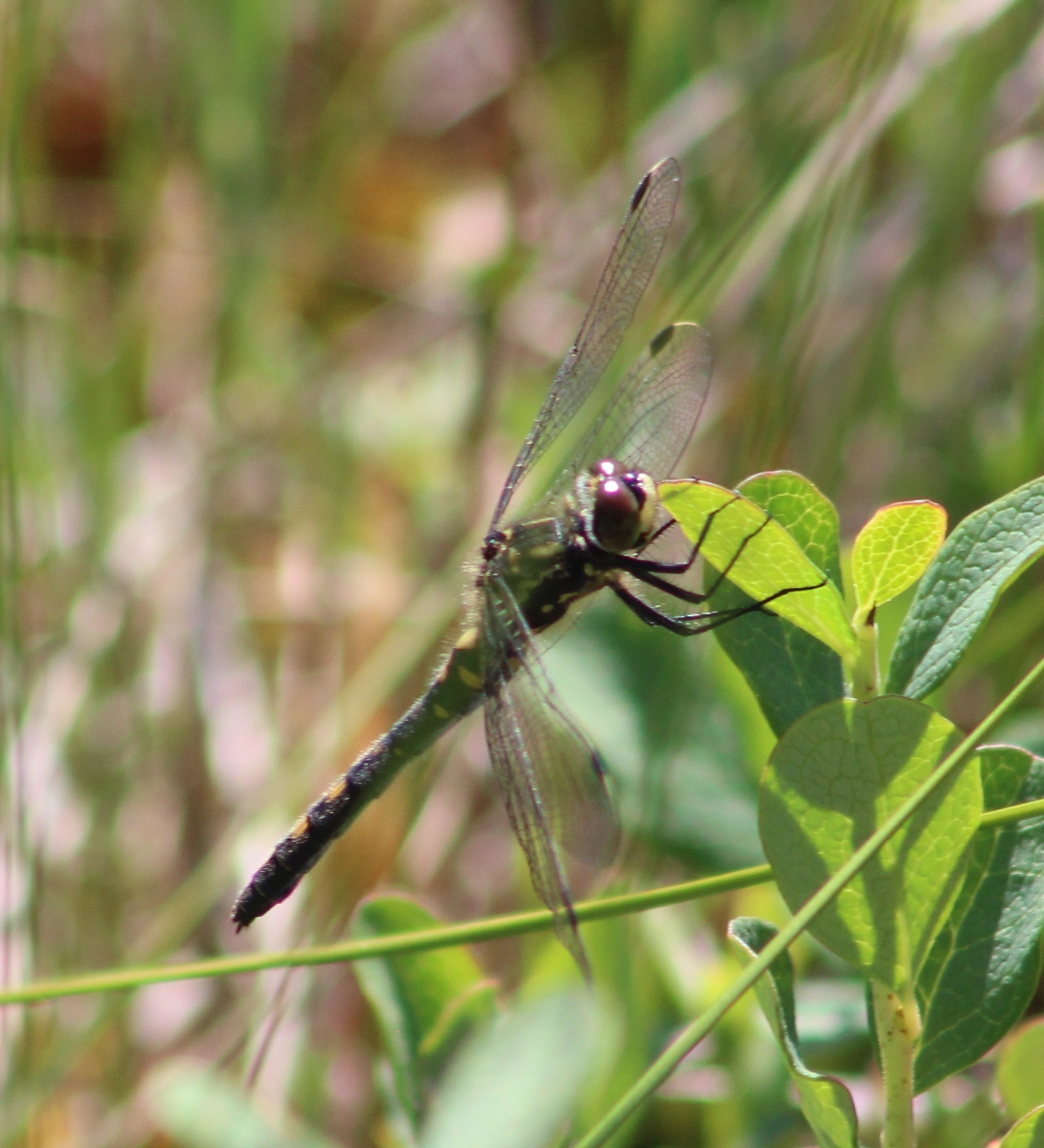 Leucorrhinia dubia