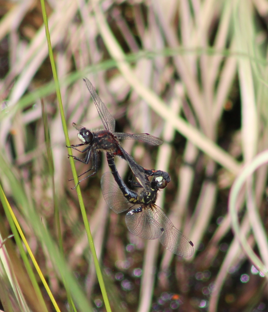 Leucorrhinia dubia