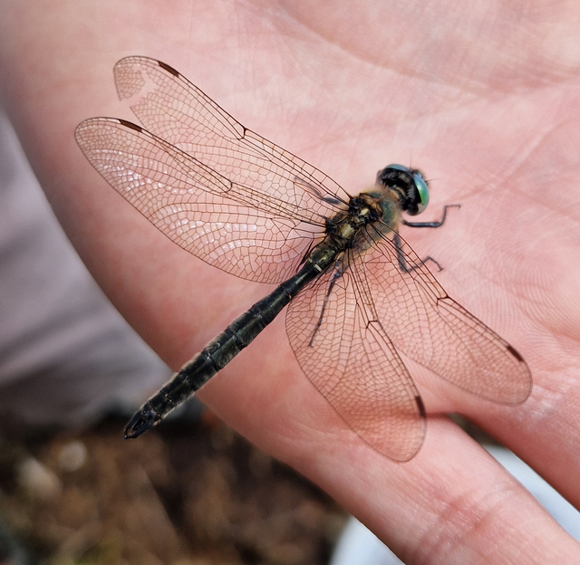 Somatochlora alpestris