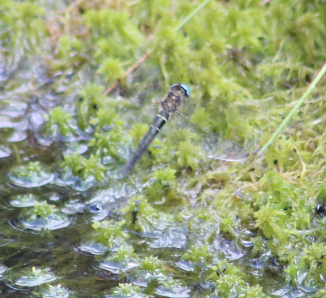 Somatochlora alpestris