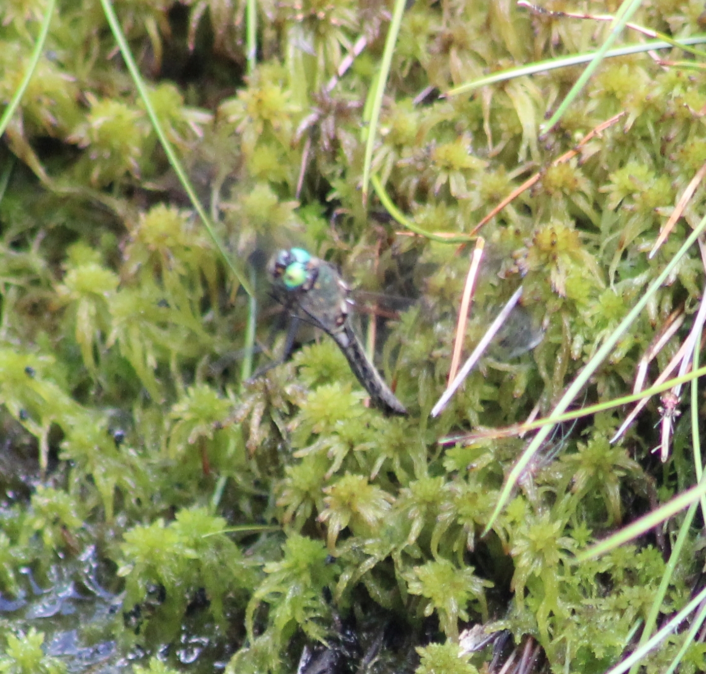 Somatochlora alpestris