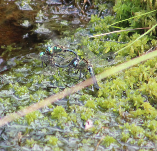 Somatochlora alpestris