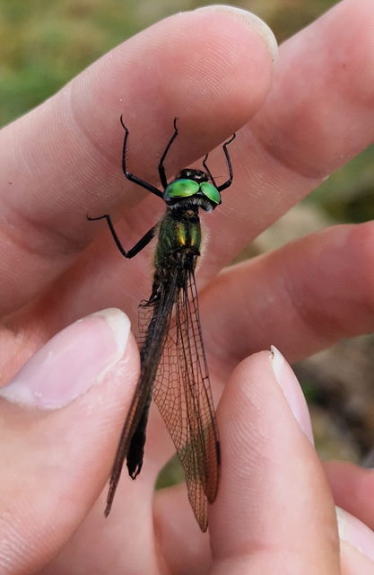 Somatochlora alpestris