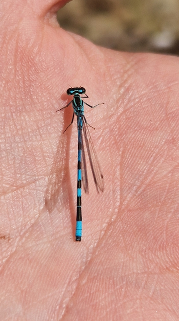 Coenagrion hastulatum - lándzsás légivadász