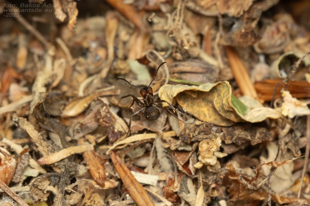 Formica rufa - erdei vöröshangya
