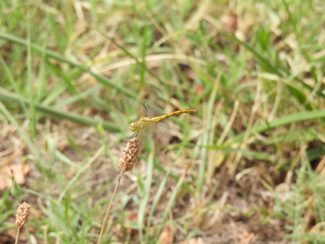 Sympetrum meridionale - fakó katona-szitakötő