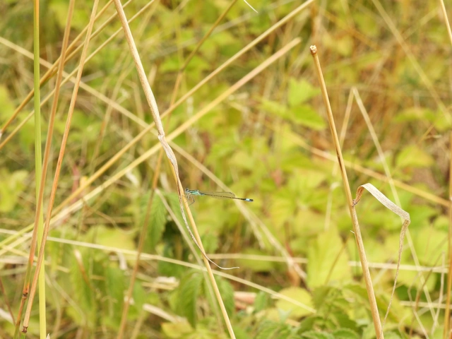Ischnura elegans pontica - kéköves légivadász