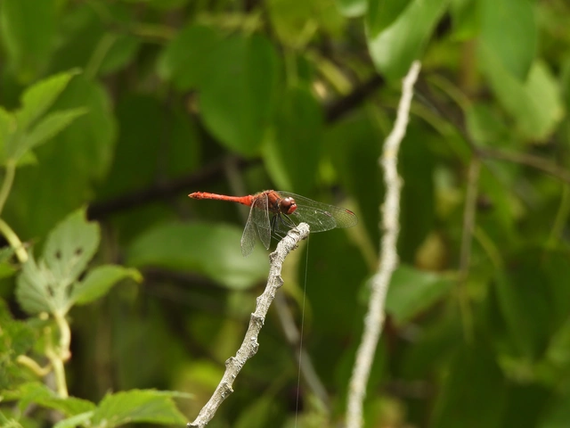 Sympetrum sanguineum - vörös katona-szitakötő