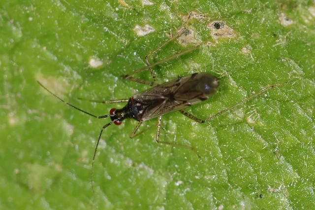 Dicyphus