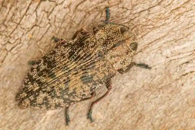 Poecilonota variolosa - szeplős díszbogár