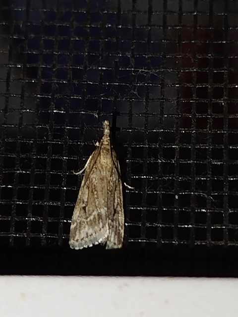 Eudonia pallida - mocsári mohailonca