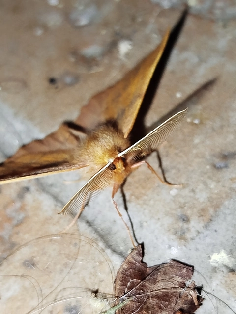 Colotois pennaria - tollascsápú araszoló