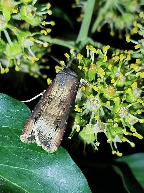 Agrotis ipsilon - nagy földibagoly