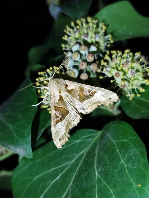 Phlogophora meticulosa - vándorló csipkésbagoly