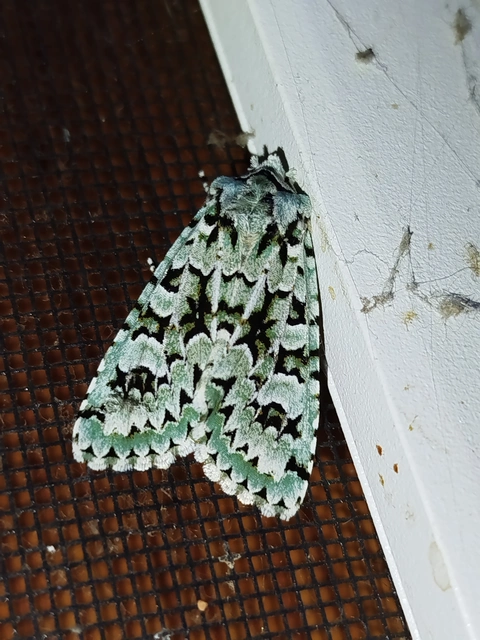 Griposia aprilina - őszi zöldbagoly