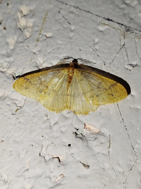 Agriopis aurantiaria - aranysárga téliaraszoló