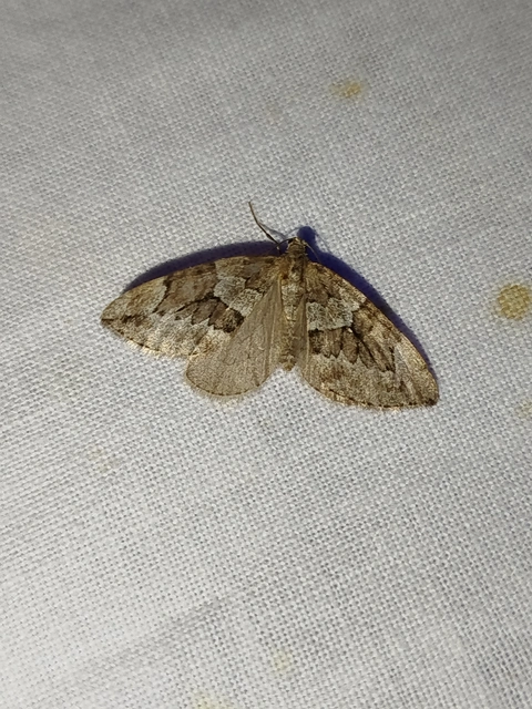 Thera juniperata - boróka-araszoló