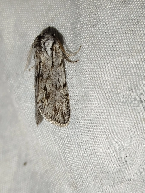 Asteroscopus syriaca decipulae - Kovács bundásbaglya