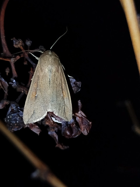 Mythimna unipuncta - hordabagoly