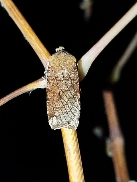 Conistra veronicae - veronika-őszibagoly