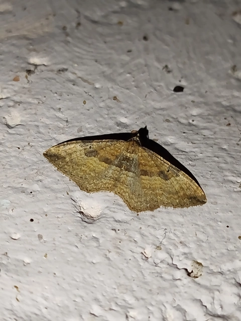 Orthonama obstipata - vándoraraszoló