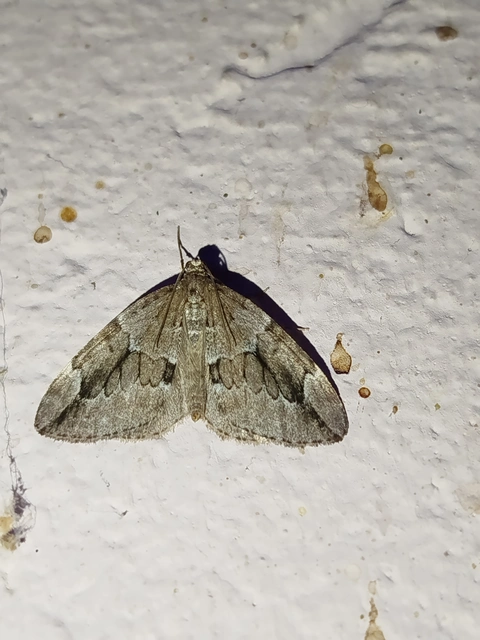 Thera juniperata - boróka-araszoló