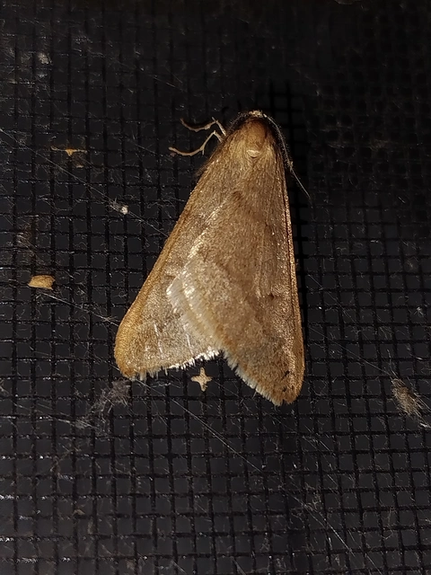 Alsophila aceraria - juhararaszoló