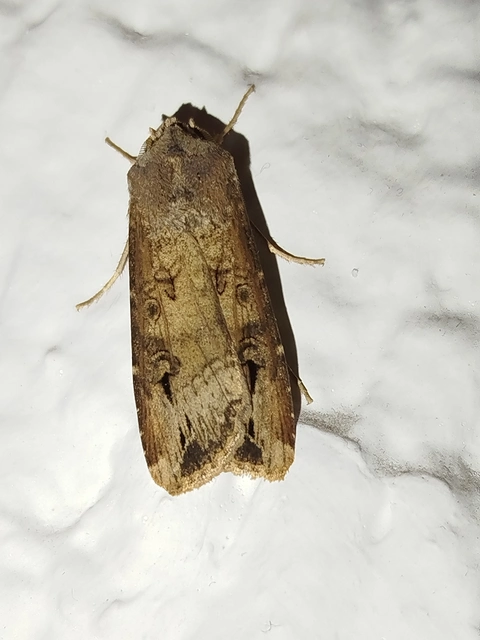 Agrotis ipsilon - nagy földibagoly