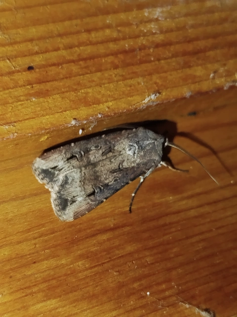 Agrotis ipsilon - nagy földibagoly