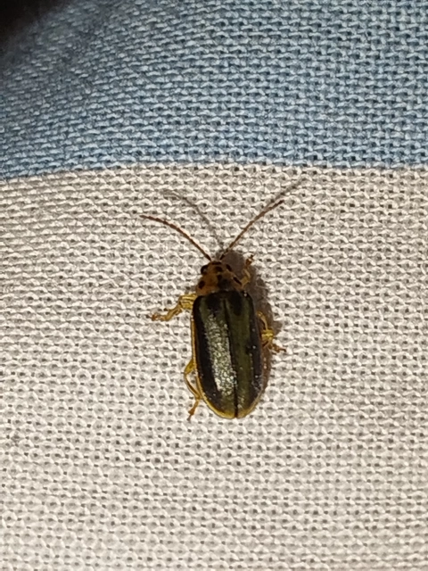Xanthogalerucella luteola - szilfa-olajosbogár