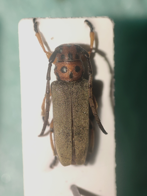 Coleoptera - Bogarak