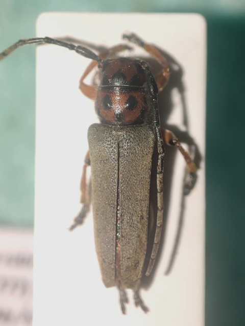 Coleoptera - Bogarak