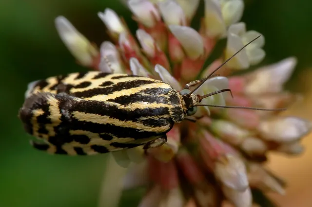 Emmelia trabealis - zebrabagoly