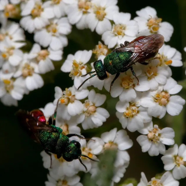 Hedychrum
