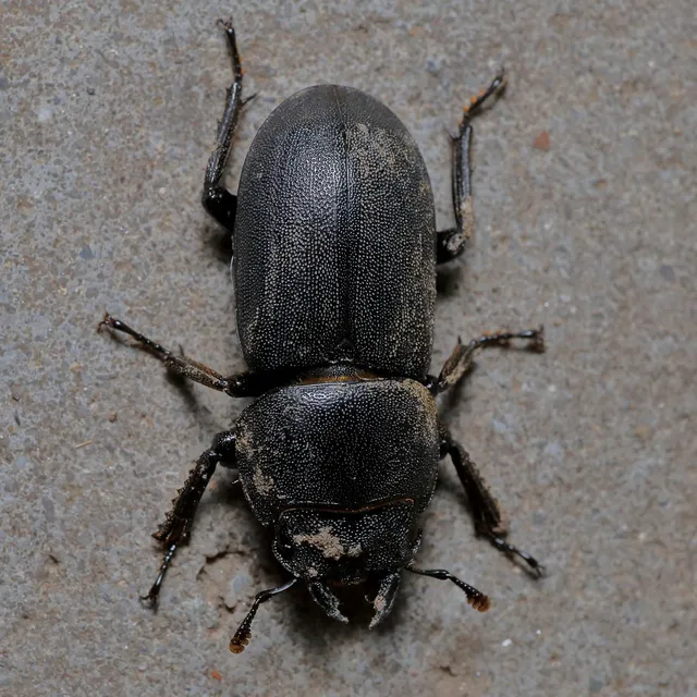 Dorcus parallelipipedus - kis szarvasbogár