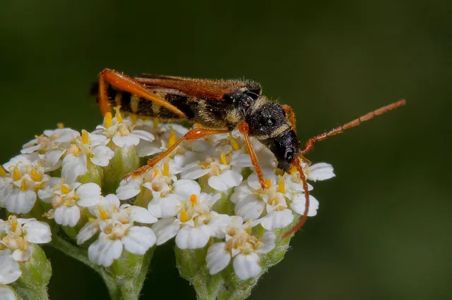 Stenopterus flavicornis - sárgacsápú keskenyfedőscincér