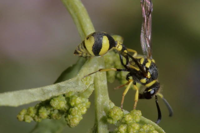 Eumenes