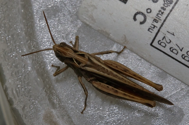 Chorthippus (Glyptobothrus) (subgenus) Chorthippus (Glyptobothrus) (subgenus)