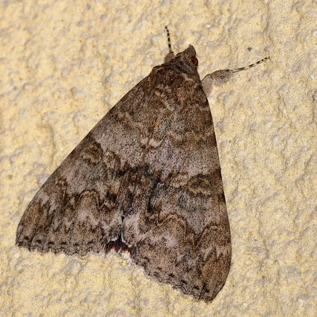 Catocala nupta - piros övesbagoly