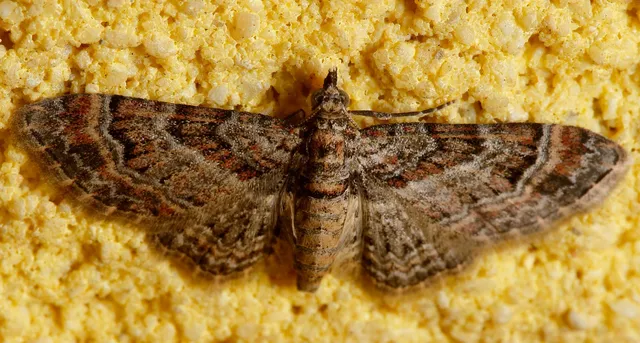 Gymnoscelis rufifasciata - vöröscsíkos törpearaszoló