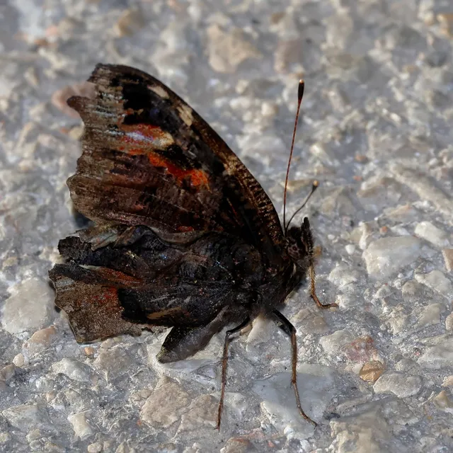 Nymphalis io - nappali pávaszem