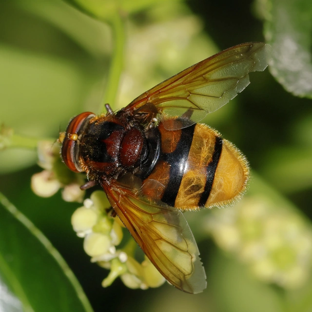 Volucella zonaria - kétöves pihelégy Volucella zonaria - kétöves pihelégy