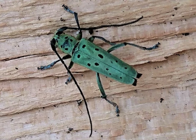 Saperda punctata - pettyes szilcincér Saperda punctata - pettyes szilcincér
