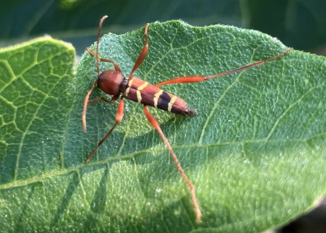 Neoclytus acuminatus - amerikai darázscincér